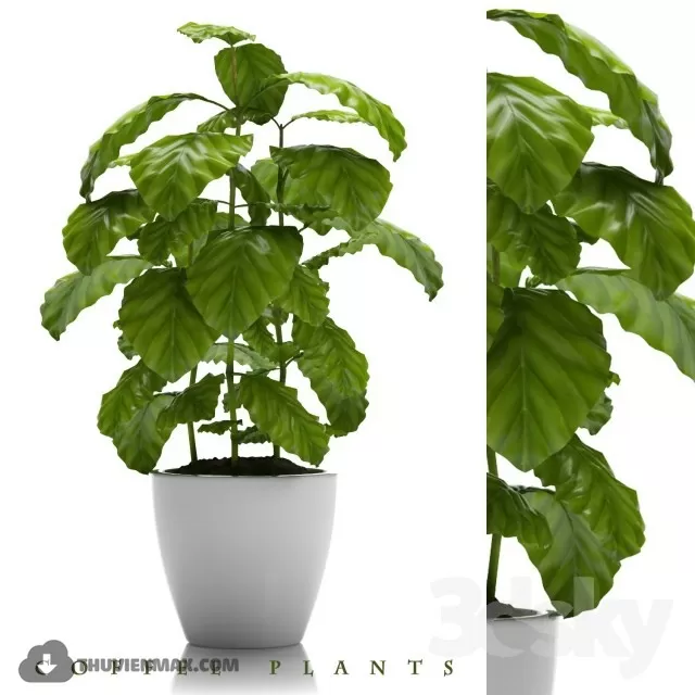 PRO PLANT 3D MODELS – 475