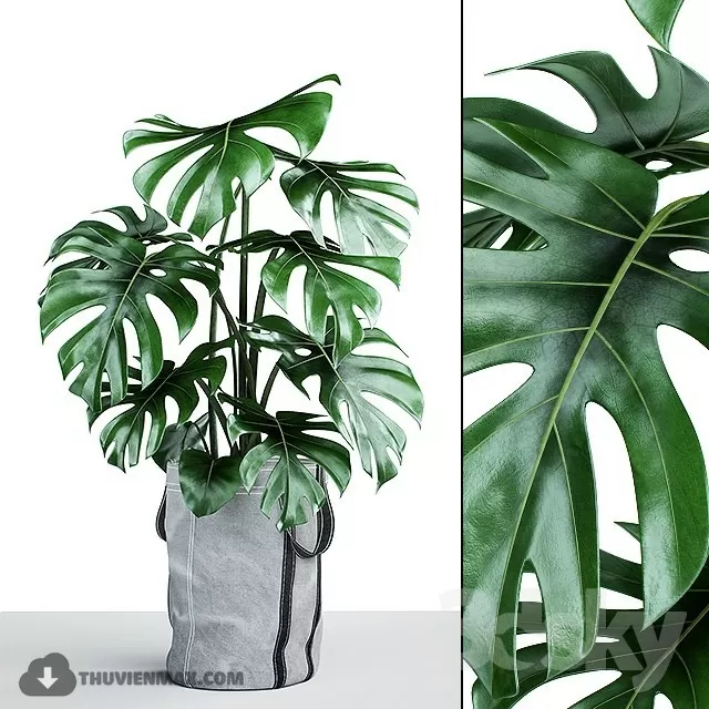 PRO PLANT 3D MODELS – 481