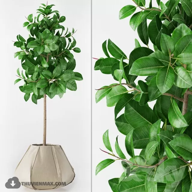 PRO PLANT 3D MODELS – 484