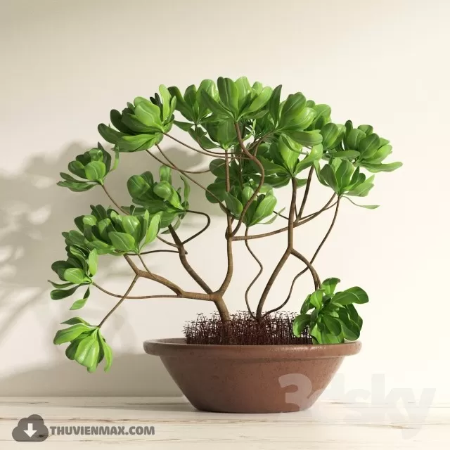 PRO PLANT 3D MODELS – 495