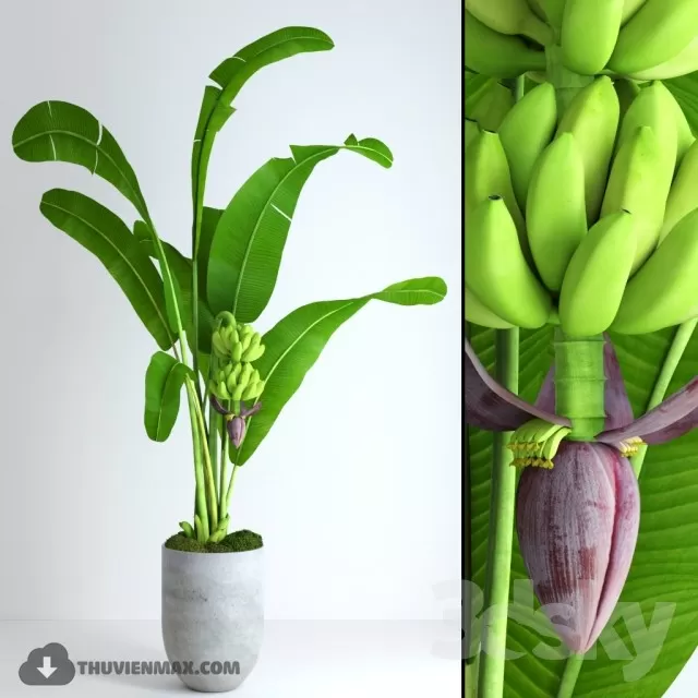 PRO PLANT 3D MODELS – 524