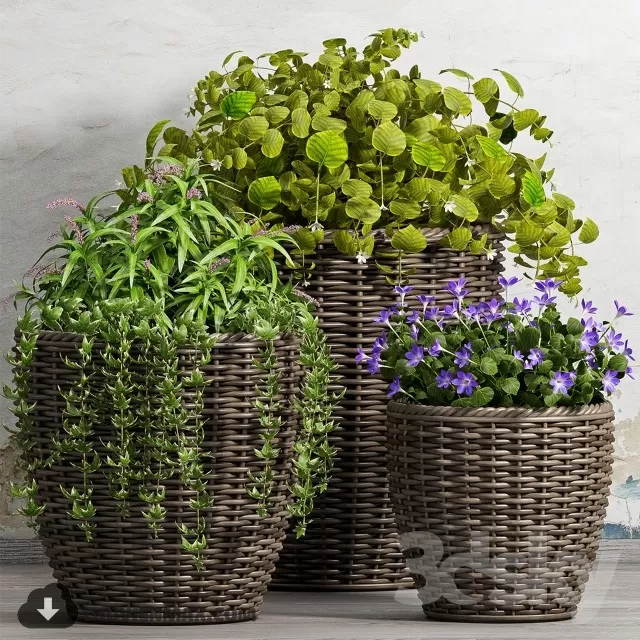 PRO PLANT 3D MODELS – 556