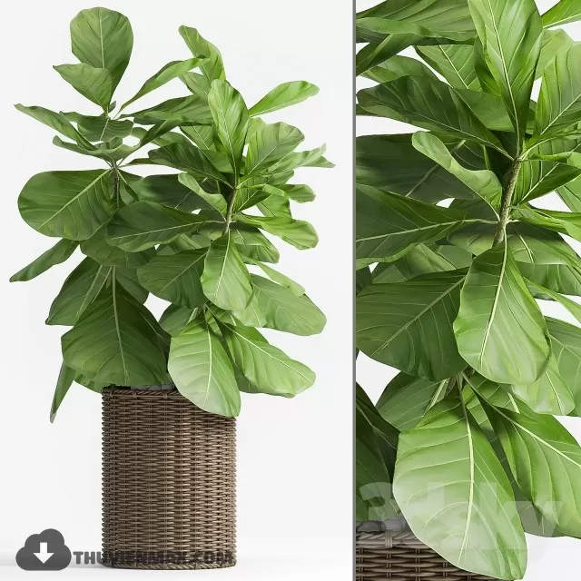 PRO PLANT 3D MODELS – 565