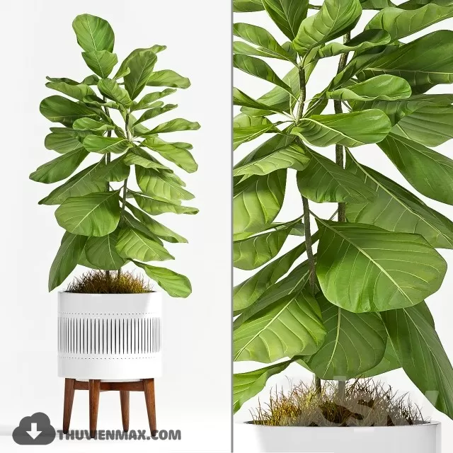 PRO PLANT 3D MODELS – 567