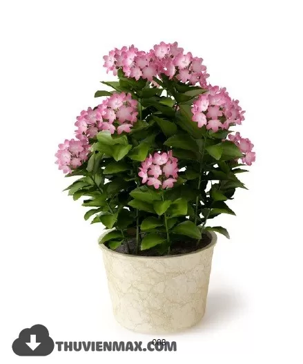 PRO PLANT 3D MODELS – 060