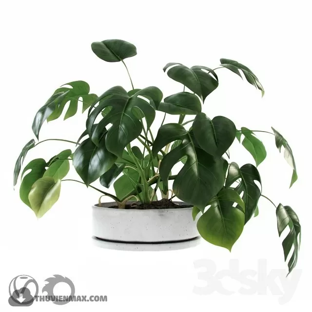PRO PLANT 3D MODELS – 592