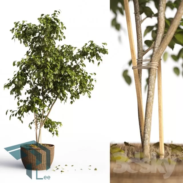 PRO PLANT 3D MODELS – 604