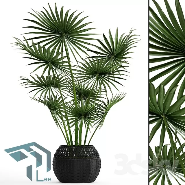PRO PLANT 3D MODELS – 628