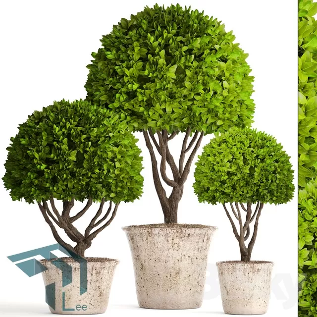 PRO PLANT 3D MODELS – 636