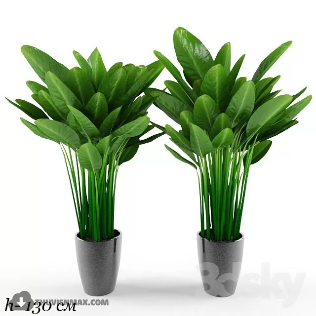 PRO PLANT 3D MODELS – 655