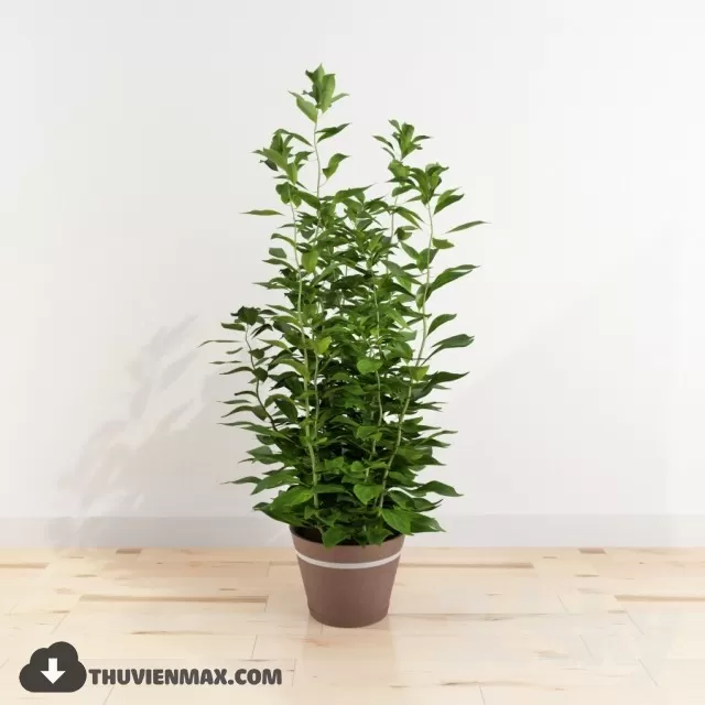 PRO PLANT 3D MODELS – 085
