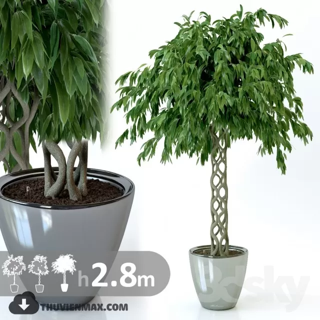 PRO PLANT 3D MODELS – 093