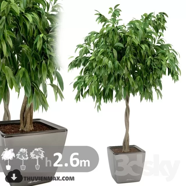 PRO PLANT 3D MODELS – 094