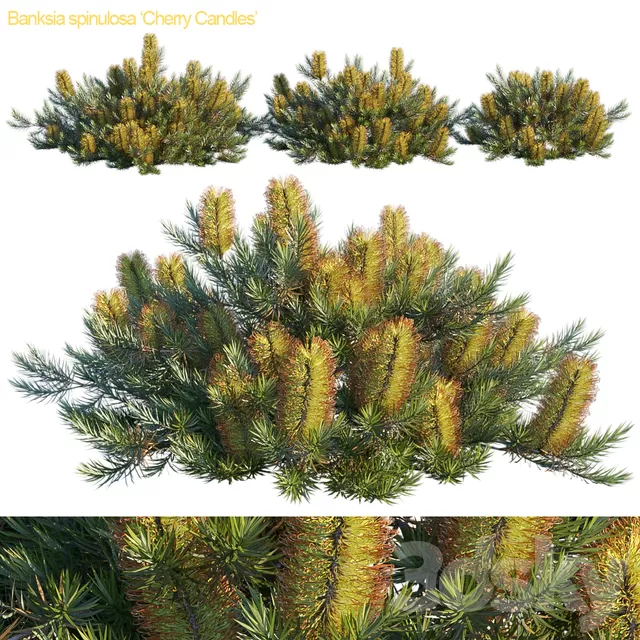 DECOR HELPER – PLANT – EXTERIOR 3D MODELS – 101