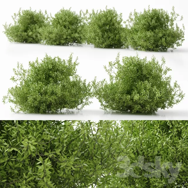DECOR HELPER – PLANT – EXTERIOR 3D MODELS – 40