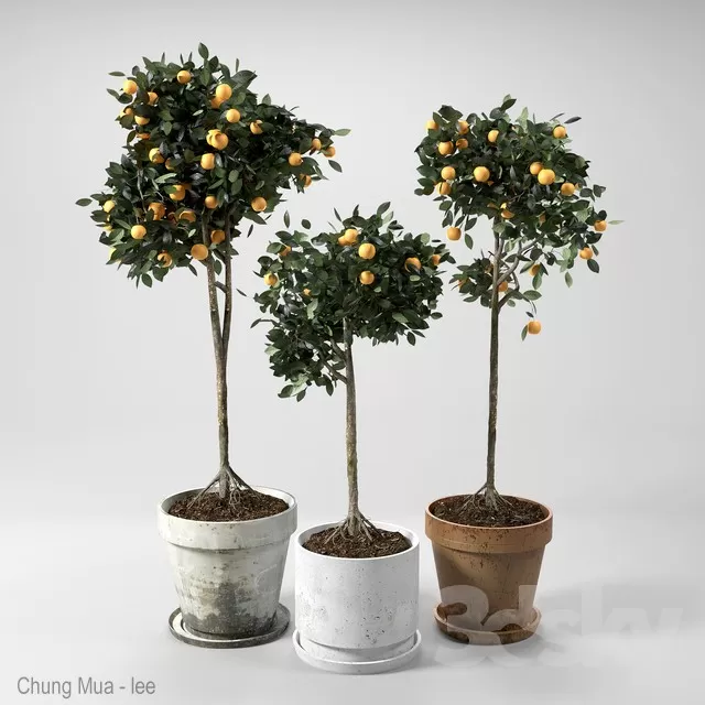 DECOR HELPER – PLANT – FLOOR 3D MODELS – 118