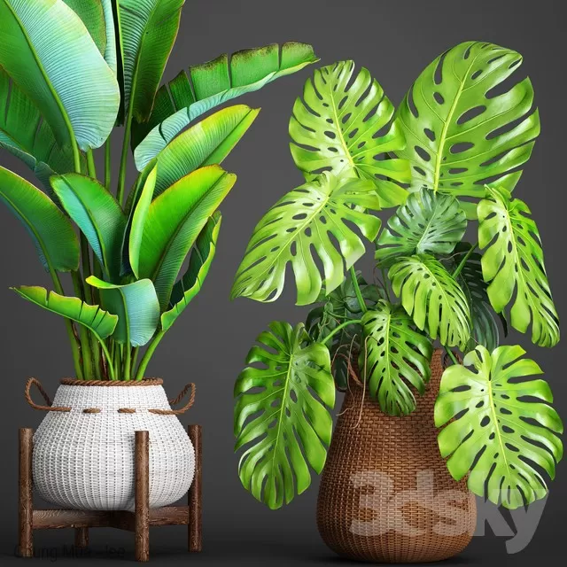 DECOR HELPER – PLANT – FLOOR 3D MODELS – 213