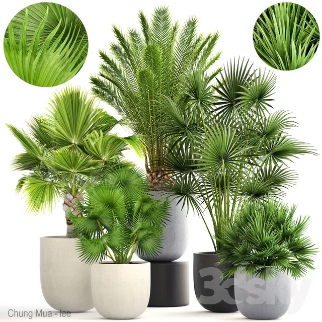 DECOR HELPER – PLANT – FLOOR 3D MODELS – 225
