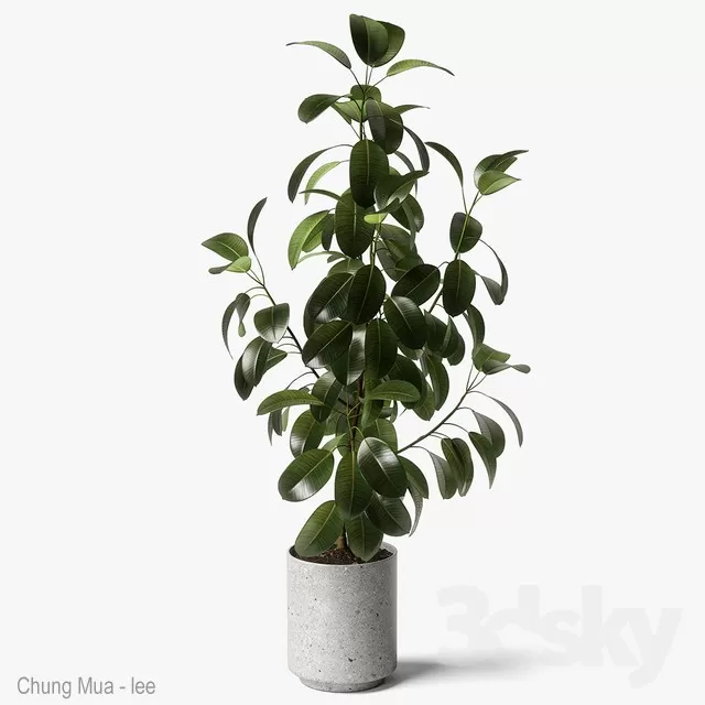 DECOR HELPER – PLANT – FLOOR 3D MODELS – 230