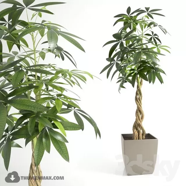 DECOR HELPER – PLANT – FLOOR 3D MODELS – 70