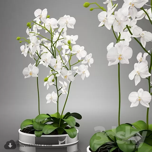 DECOR HELPER – PLANT – TABLE 3D MODELS – 17