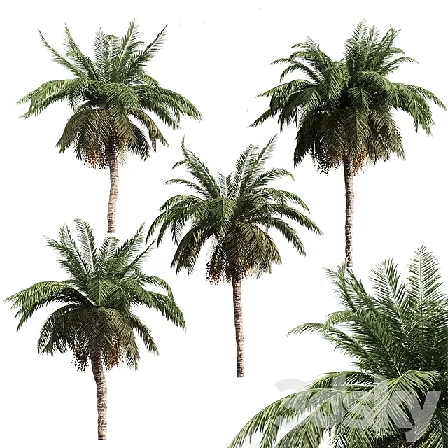 4 palms 3D Model