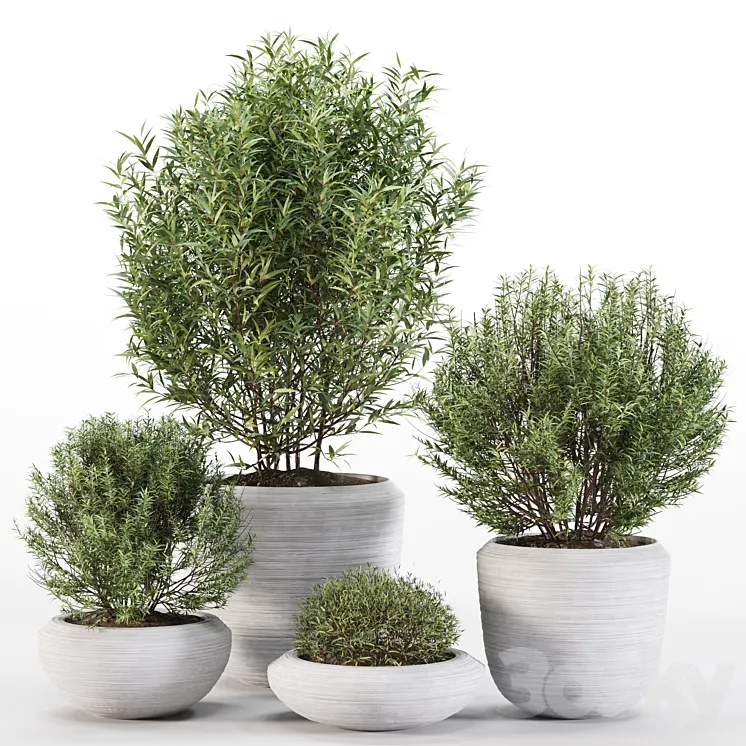 4 Pot Rosemary 3D Model Free Download