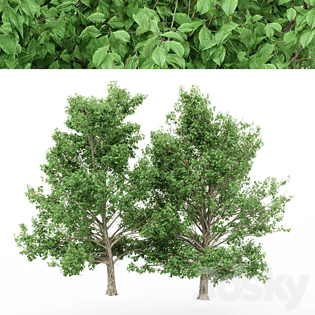 4diffrent tree Korean Stewartia 3D Model