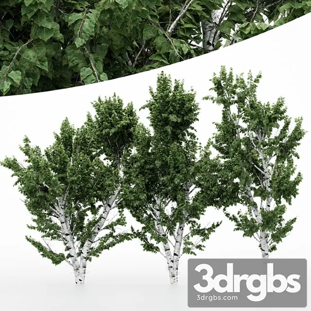 5 Diffrent Tree White Birch 3D Model Download 5 Diffrent Tree White Birch 3D Model Download