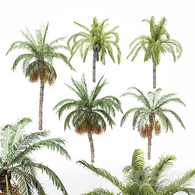 5diffrent tree-Date Palm-Queen Palm 3DModel