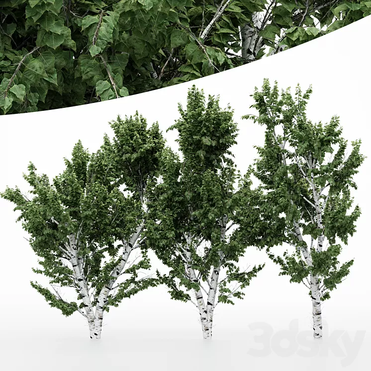 5diffrent tree White Birch 3D Model 5diffrent tree White Birch 3D Model