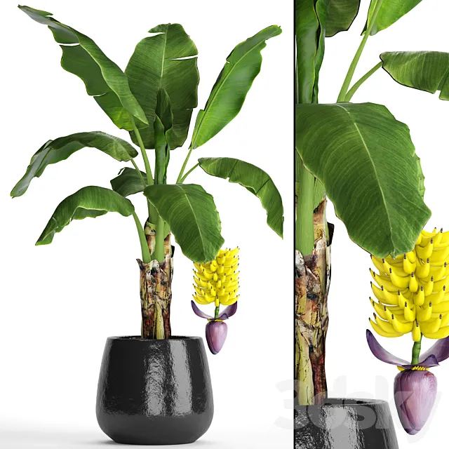A banana palm with fruits. Banana bush palm tree fruit flower decorative indoor exotic 3D Model A banana palm with fruits. Banana bush palm tree fruit flower decorative indoor exotic 3D Model