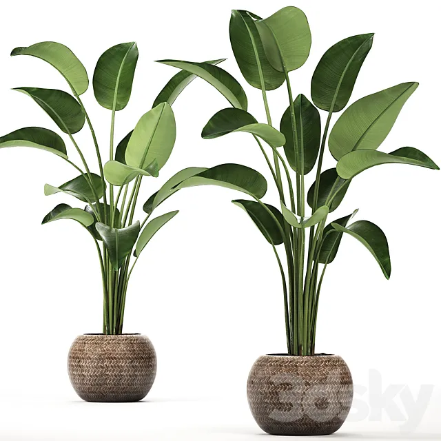 A beautiful decorative lush Strelitzia flower in a round rattan basket. Set 456. 3D Model