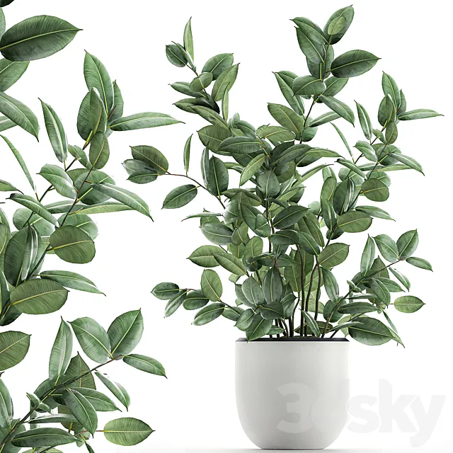 A beautiful indoor bush of a lush tree in a white pot Ficus elastica robusta. Set 649. 3D Model