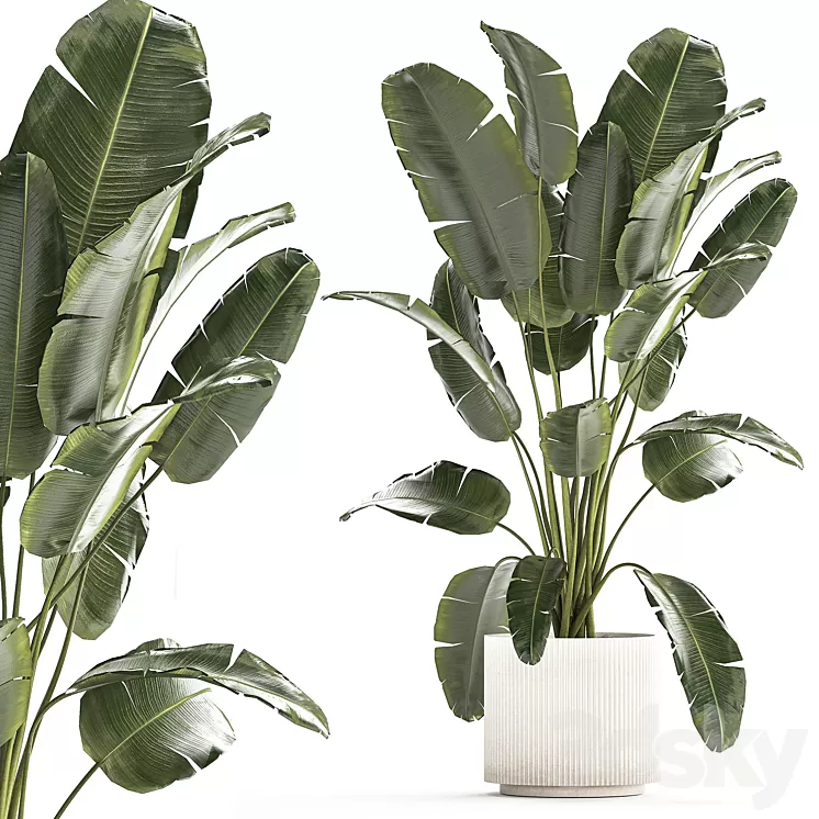 A beautiful interior plant in a modern flowerpot and a pot of banana palm ravenala and strelitzia. 1242 3D Model