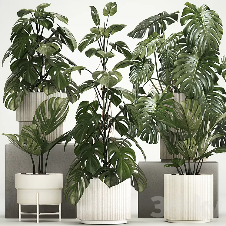 A beautiful interior potted plant is a decorative monstera bush. Set of plants 1213 3D Model