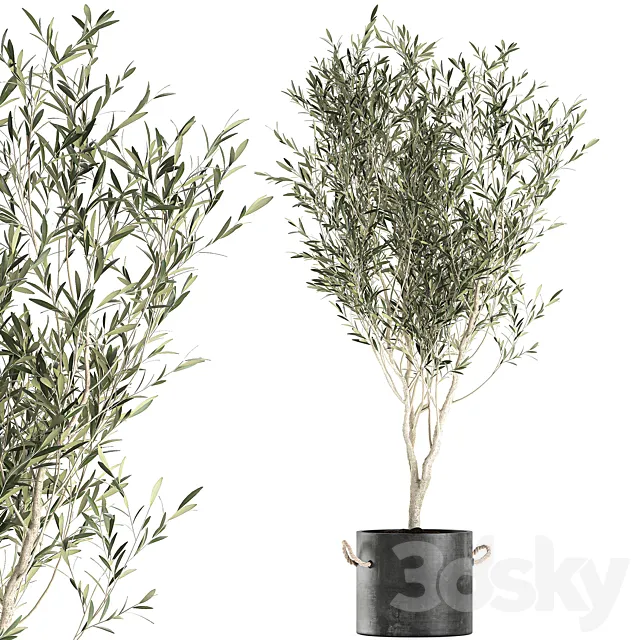 A beautiful little decorative olive tree in a black pot with handles. Set 647. 3D Model