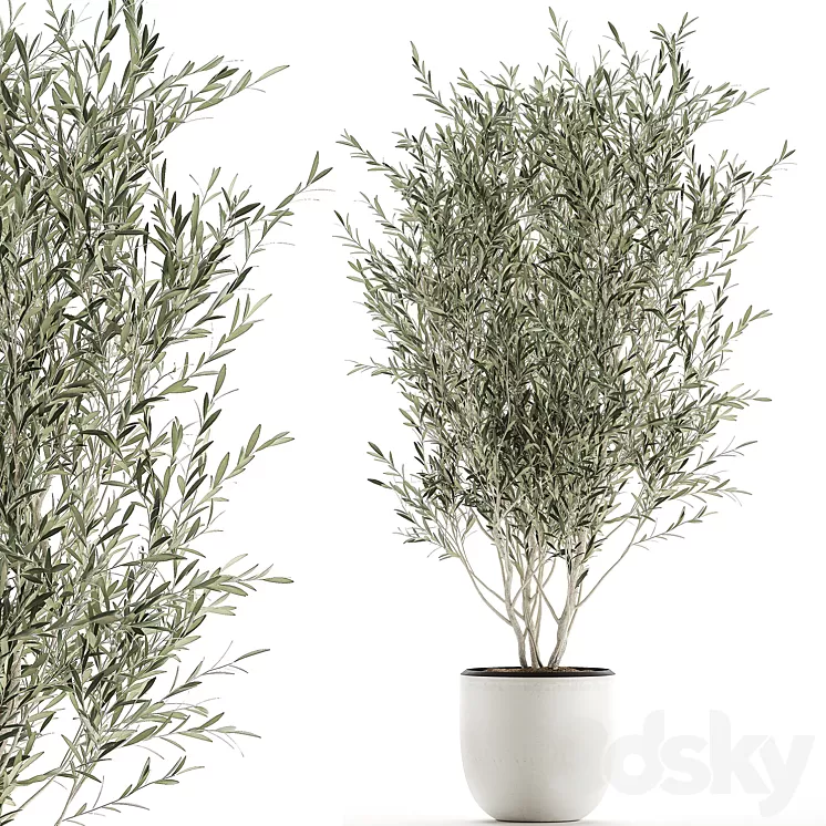 A beautiful little decorative olive tree in a white pot with handles. Set 645. 3D Model A beautiful little decorative olive tree in a white pot with handles. Set 645. 3D Model