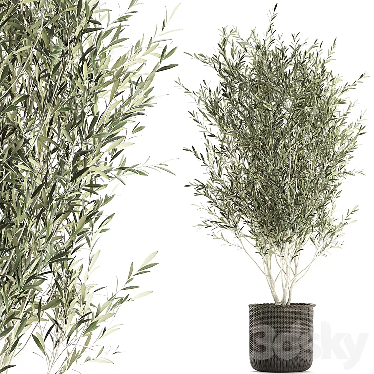 A beautiful little decorative olive tree in a wicker basket. Set 651. 3D Model A beautiful little decorative olive tree in a wicker basket. Set 651. 3D Model