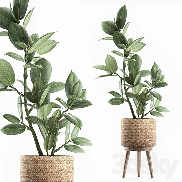 A beautiful little tree indoor ficus elastic in a basket rattan on legs. Set 607. 3D Model A beautiful little tree indoor ficus elastic in a basket rattan on legs. Set 607. 3D Model