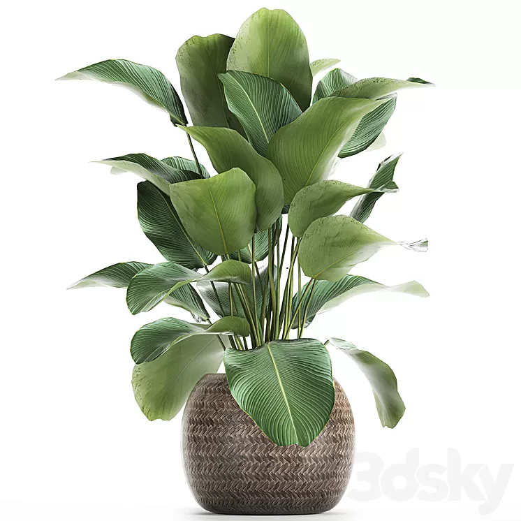 A beautiful lush bush of an exotic plant in a round basket of Kalatea lutea. 753. 3D Model A beautiful lush bush of an exotic plant in a round basket of Kalatea lutea. 753. 3D Model
