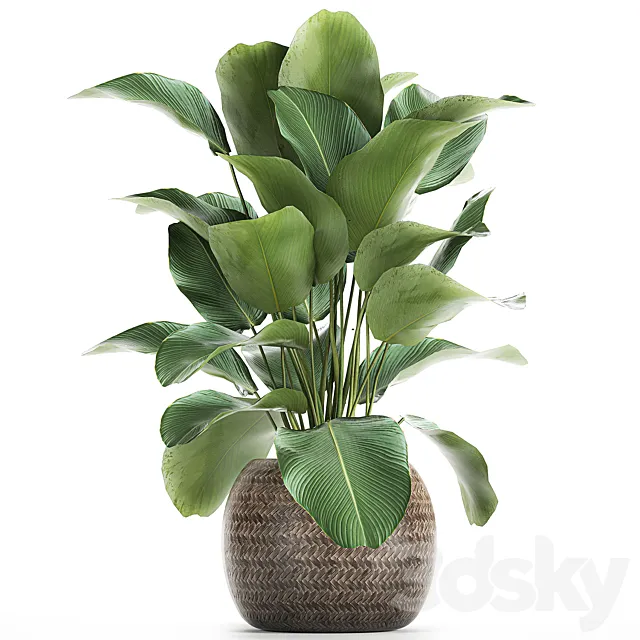 A beautiful lush bush of an exotic plant in a round basket of Kalatea lutea. 753. 3DModel