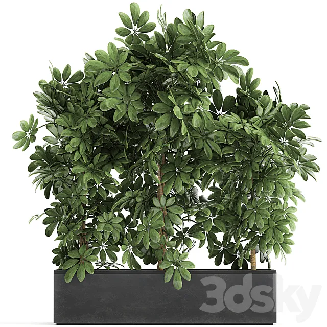 A beautiful lush shrub of an ornamental plant in a black Scheffler pot. Set 762. 3D Model