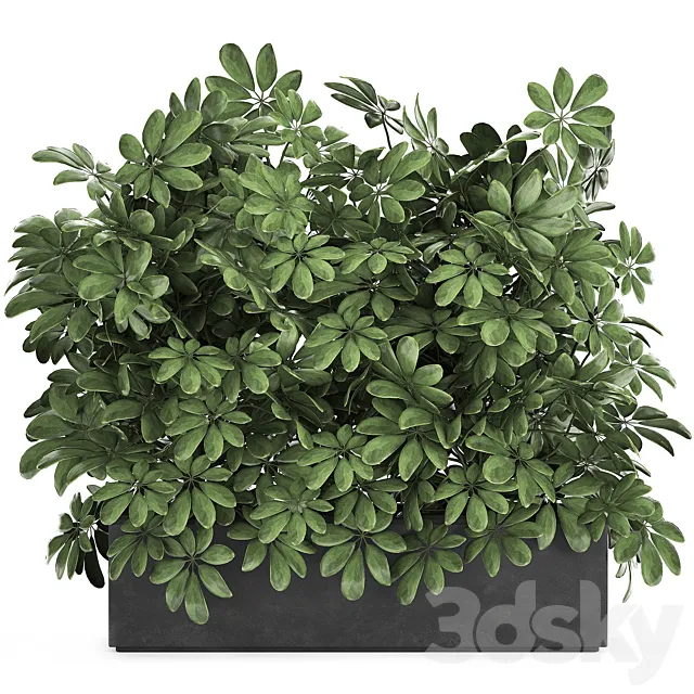 A beautiful lush shrub of an ornamental plant in a black Scheffler pot. Set 767. 3D Model