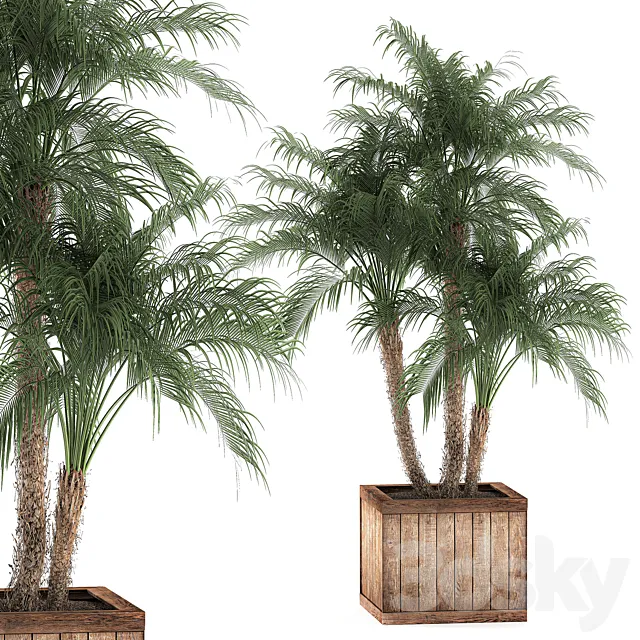 A beautiful lush small decorative palm tree in a box with a Robelin date palm thickets. Set 621. 3D Model A beautiful lush small decorative palm tree in a box with a Robelin date palm thickets. Set 621. 3D Model