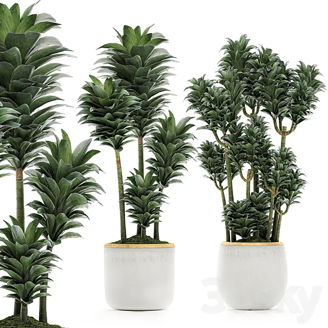 A beautiful small decorative flower of Dracaena Compacta in a white pot with gold. Set 533 3D Model A beautiful small decorative flower of Dracaena Compacta in a white pot with gold. Set 533 3D Model