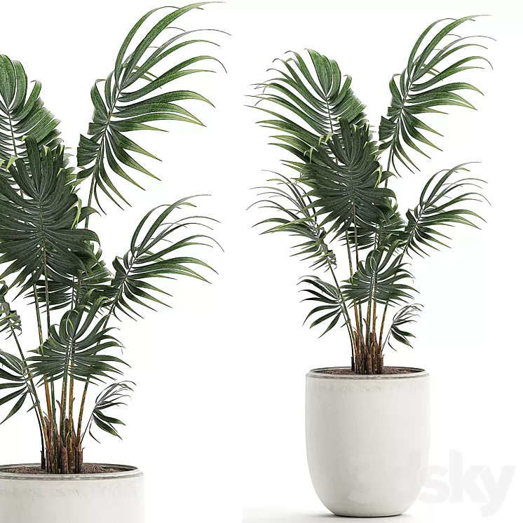 A beautiful small decorative indoor palm tree in a white modern pot with Hovea kentia neanta. Set 519. 3D Model