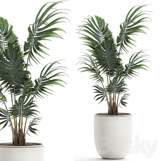 A beautiful small decorative indoor palm tree in a white modern pot with Hovea. kentia. neanta. Set 519. 3DModel A beautiful small decorative indoor palm tree in a white modern pot with Hovea. kentia. neanta. Set 519. 3DModel