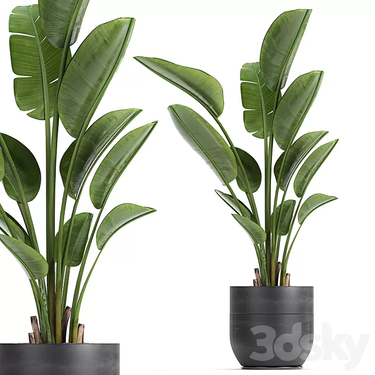 A beautiful small indoor banana palm in a black flower pot Strelitzia. Set 723. 3D Model A beautiful small indoor banana palm in a black flower pot Strelitzia. Set 723. 3D Model