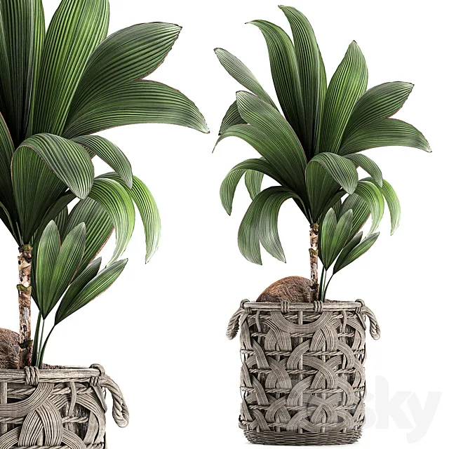 A beautiful small lush decorative coconut palm in a wicker basket Cocos nucifera. Set 663. 3D Model